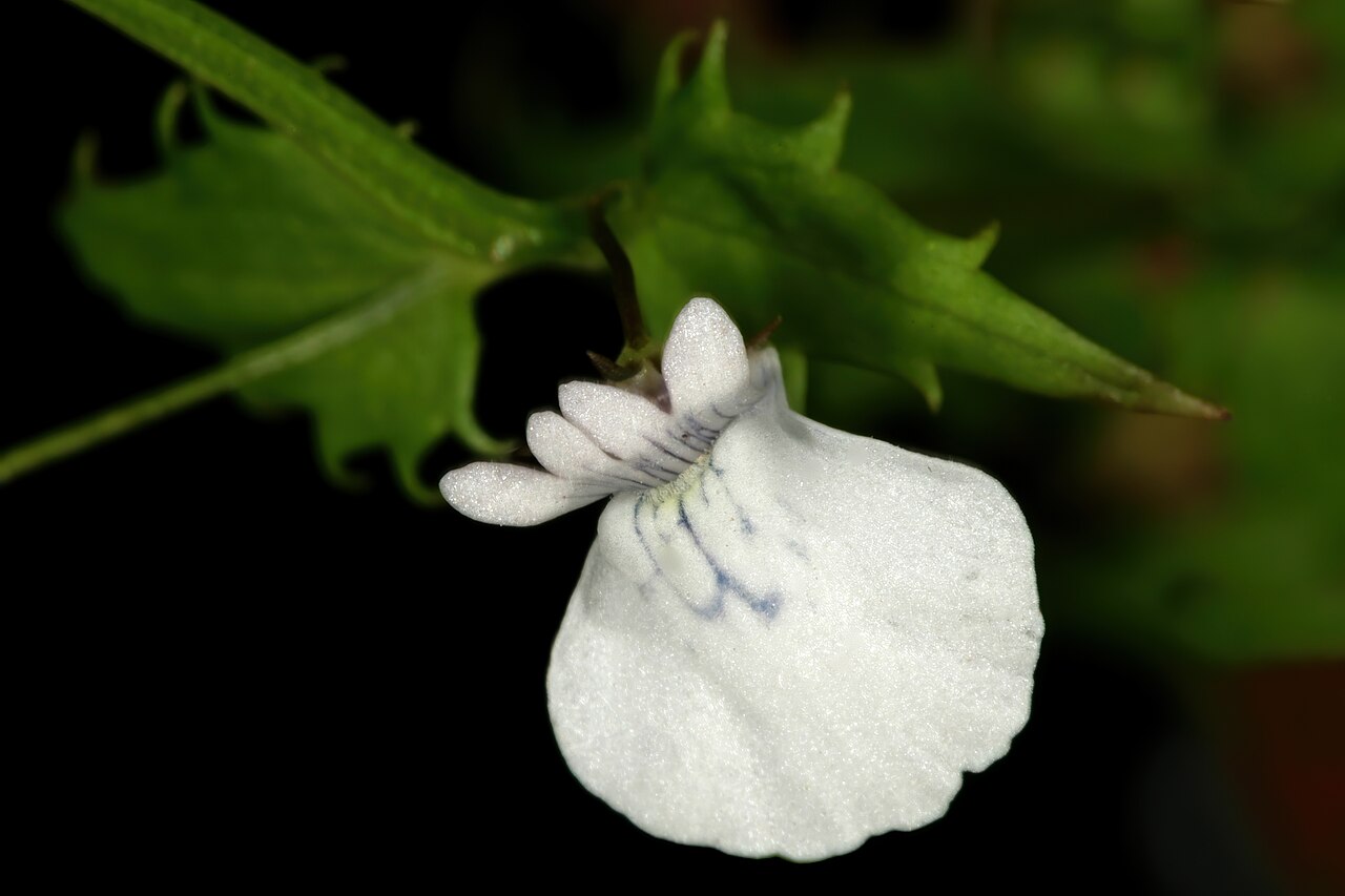 Nemesia macrocarpa: Nemesia macrocarpa , flower; Helderberg Nature Reserve, Somerset West, Western Cape, South Africa