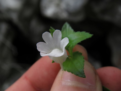 Nemesia macrocarpa (Nemesia macrocarpa)