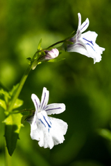 Nemesia macrocarpa (Nemesia macrocarpa)