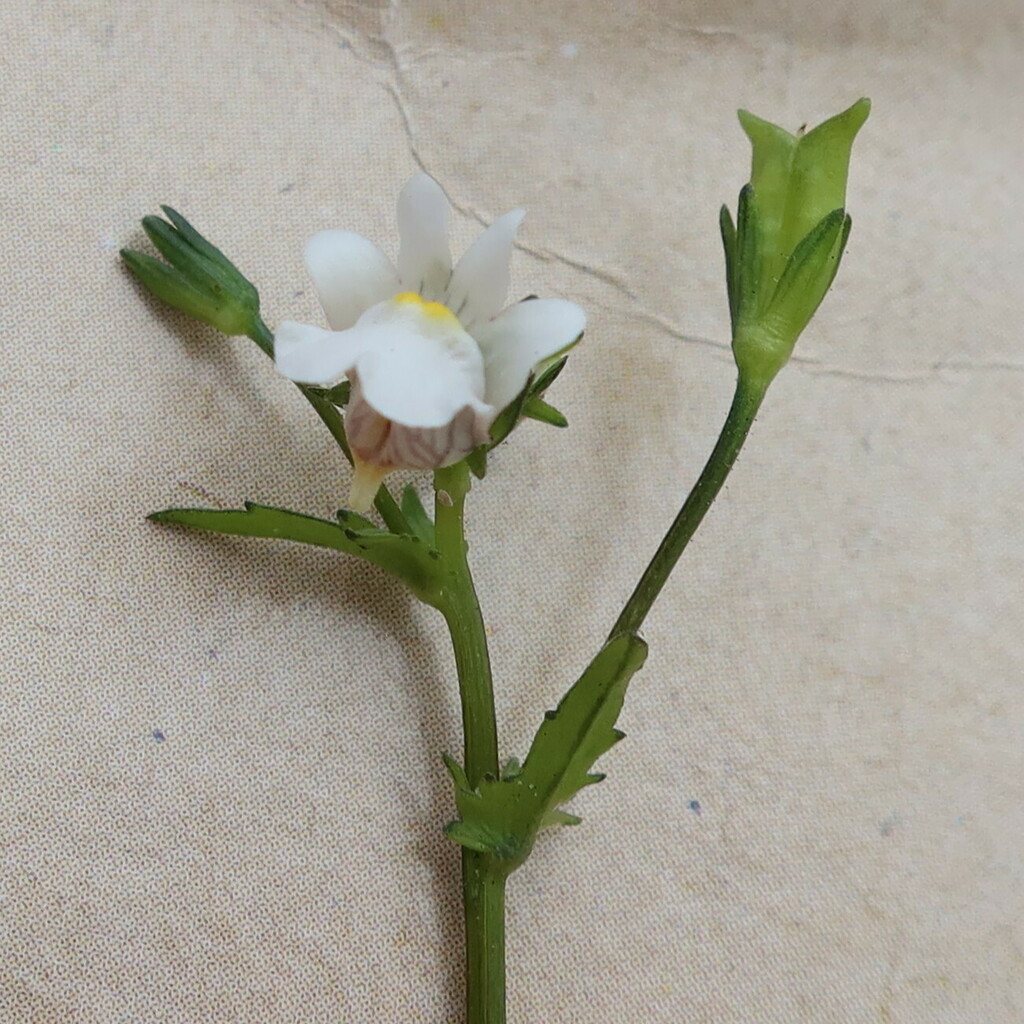 Nemesia macrocarpa (Nemesia macrocarpa)