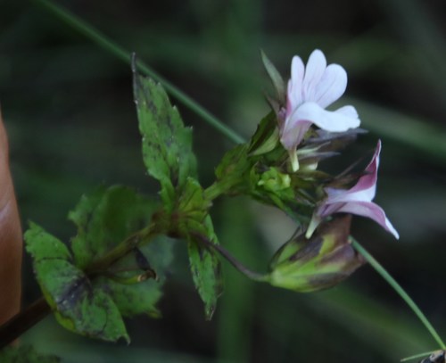 Nemesia macrocarpa (Nemesia macrocarpa)