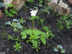 Nemesia macrocarpa (Nemesia macrocarpa)