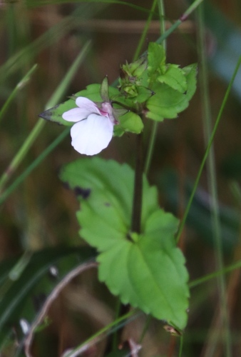 Nemesia macrocarpa (Nemesia macrocarpa)