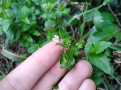 Nemesia macrocarpa (Nemesia macrocarpa)
