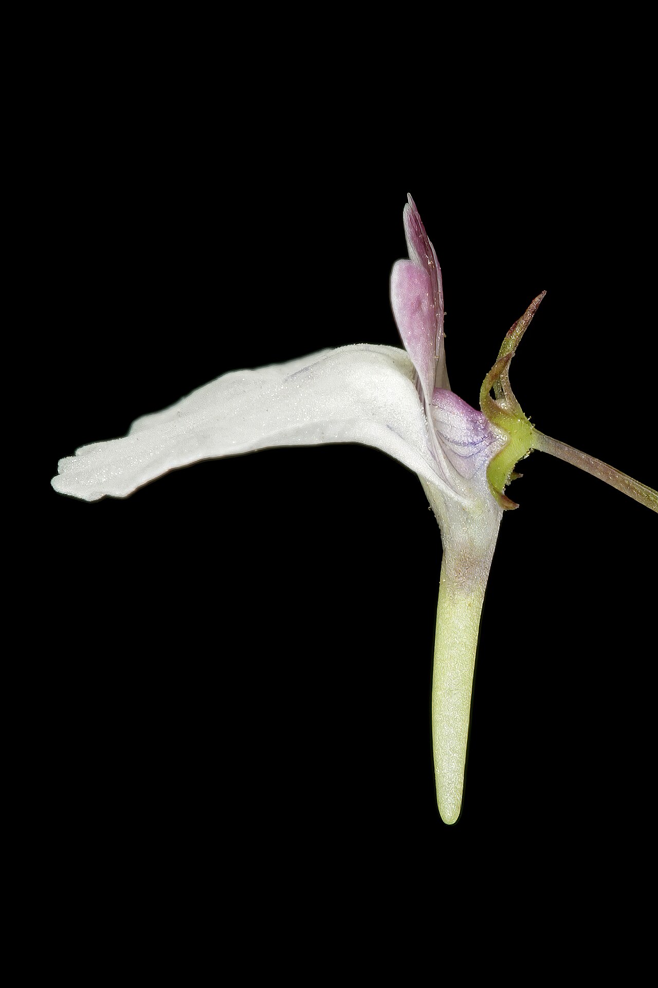 Nemesia macrocarpa: Nemesia macrocarpa , flower (viewed from the side); Helderberg Nature Reserve, Somerset West, Western Cape, South Africa