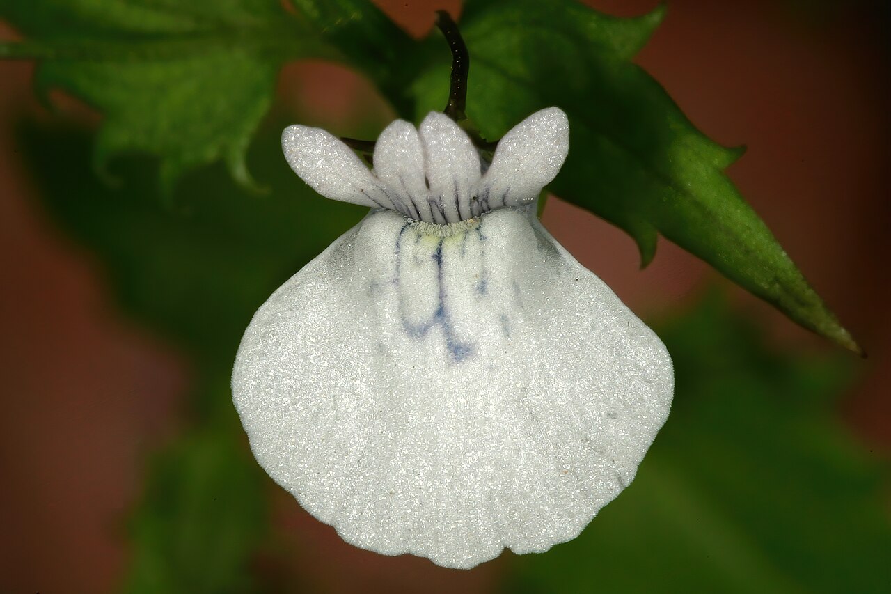 Nemesia macrocarpa: Nemesia macrocarpa , flower; Helderberg Nature Reserve, Somerset West, Western Cape, South Africa