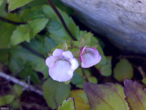 Nemesia macrocarpa (Nemesia macrocarpa)