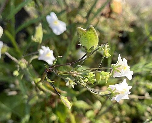 Nemesia melissifolia: Nemesia melissifolia