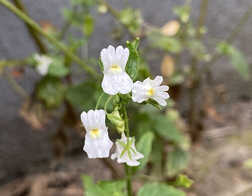 Nemesia melissifolia: Nemesia melissifolia