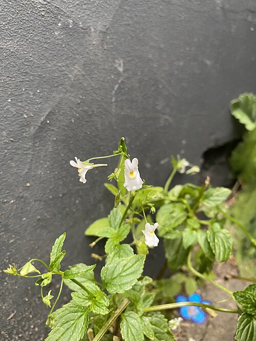 Nemesia melissifolia: Nemesia melissifolia