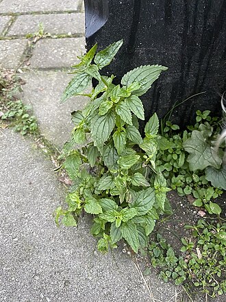 Nemesia melissifolia: Nemesia melissifolia
