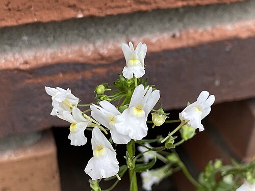 Nemesia melissifolia: Nemesia melissifolia