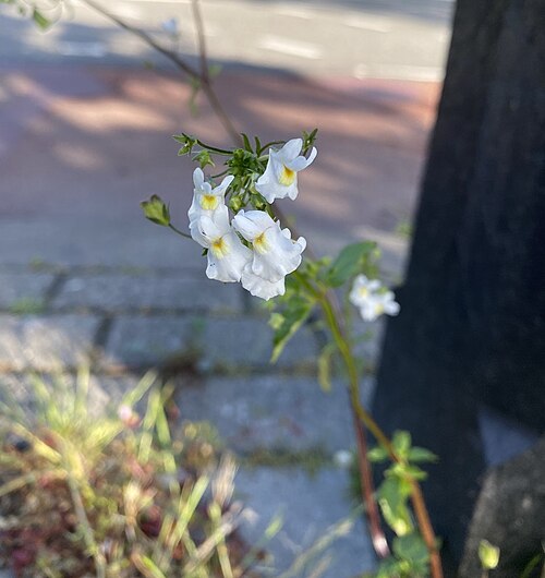 Nemesia melissifolia: Nemesia melissifolia
