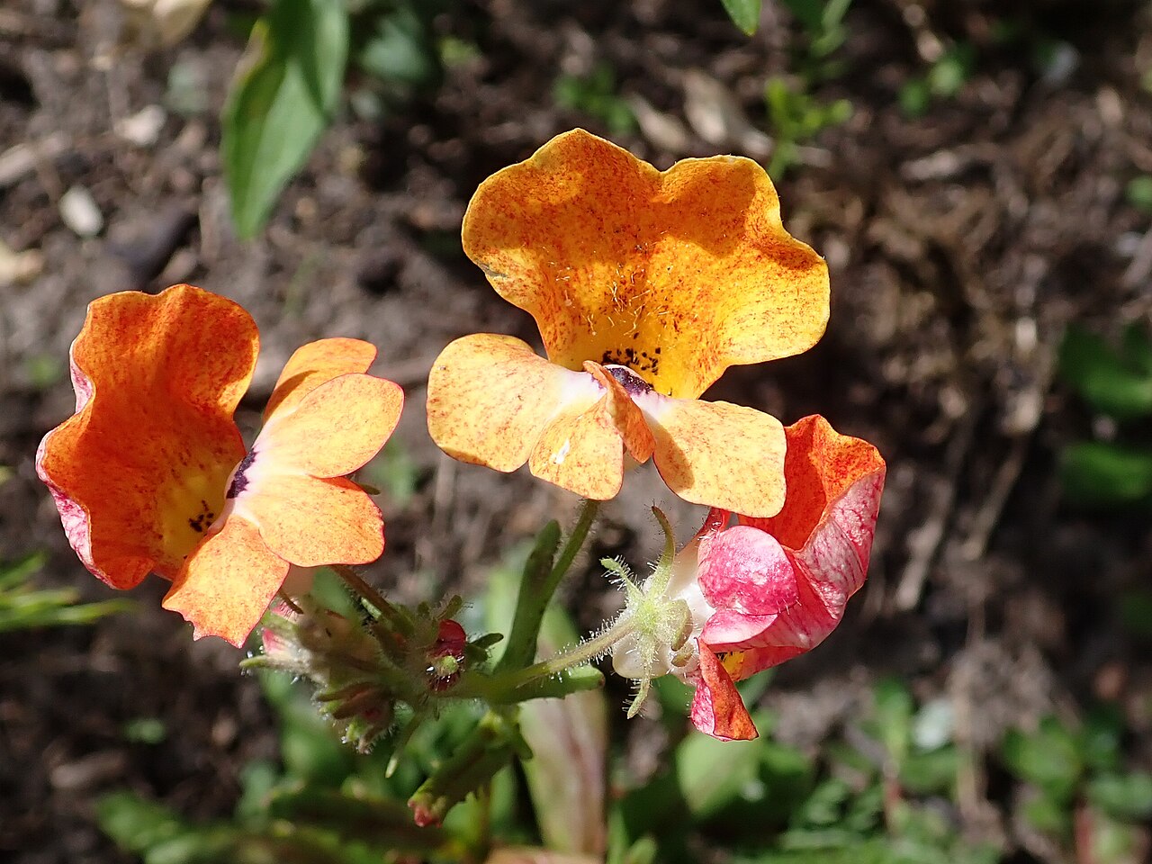Capejewels: Nemesia strumosa . Allotment garden in Szczecin, West Pomeranian Voivodeship, Poland.