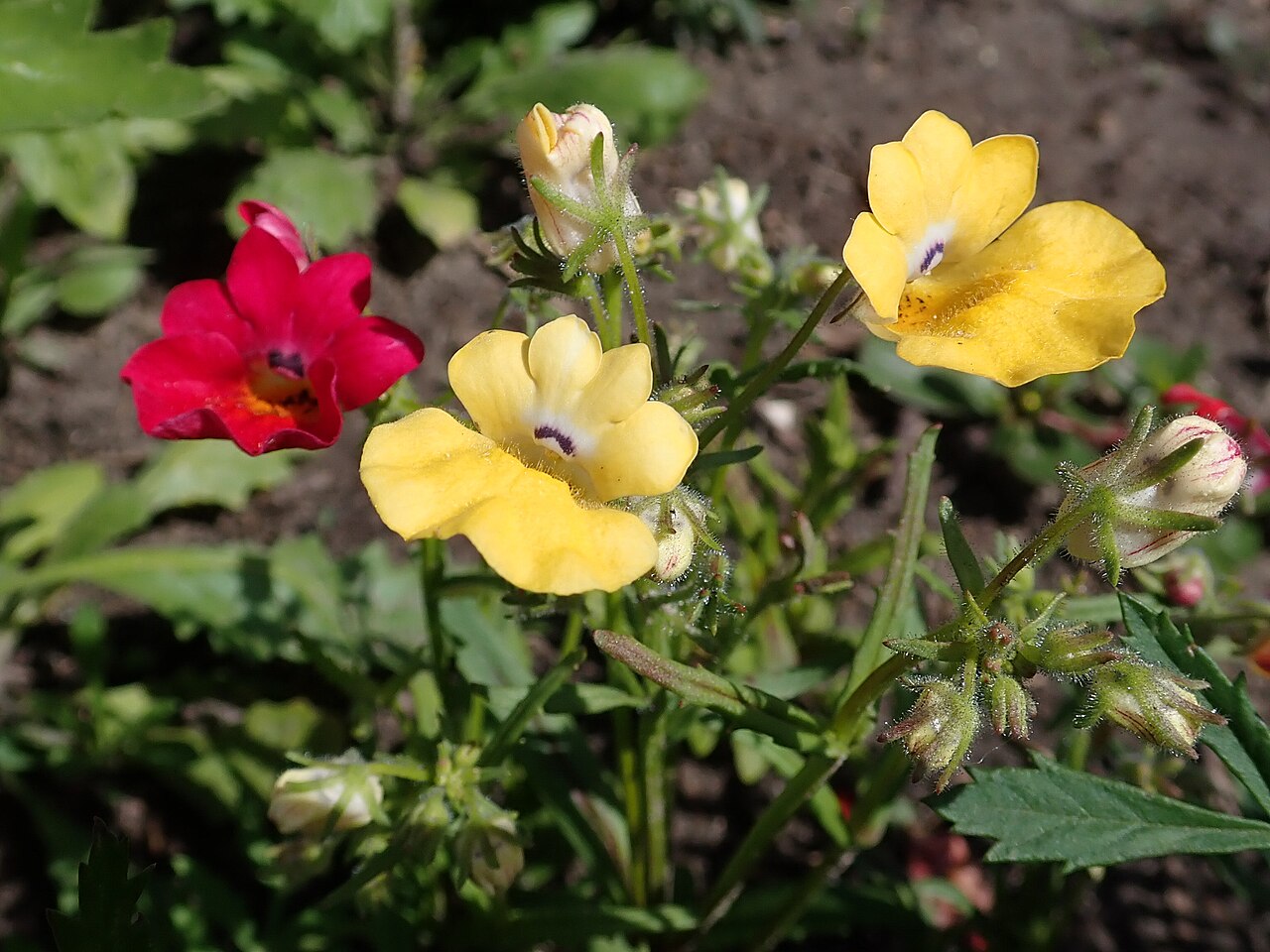 Capejewels: Nemesia strumosa . Allotment garden in Szczecin, West Pomeranian Voivodeship, Poland.