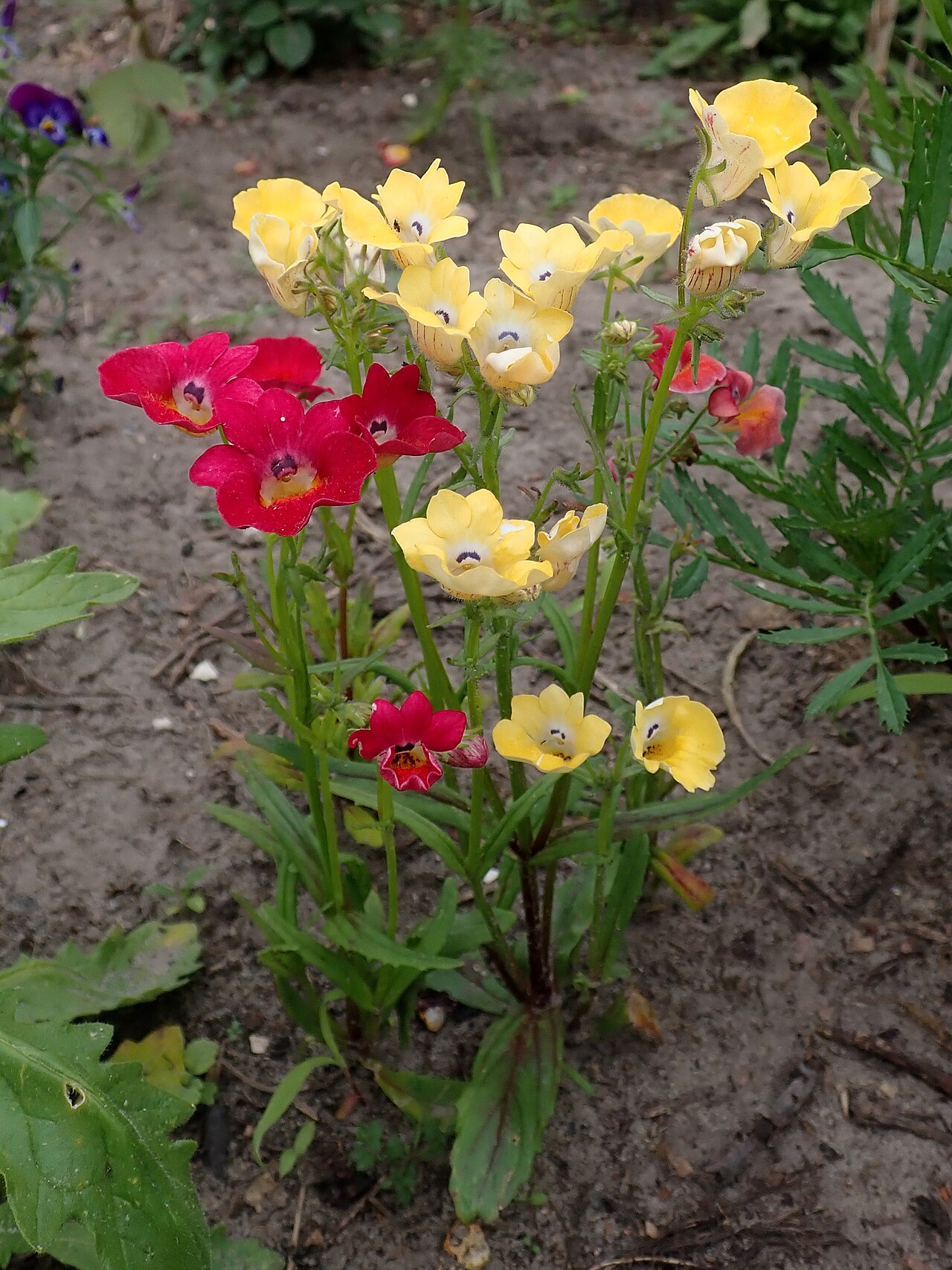 Capejewels: Nemesia strumosa . Allotment garden in Szczecin, West Pomeranian Voivodeship, Poland.