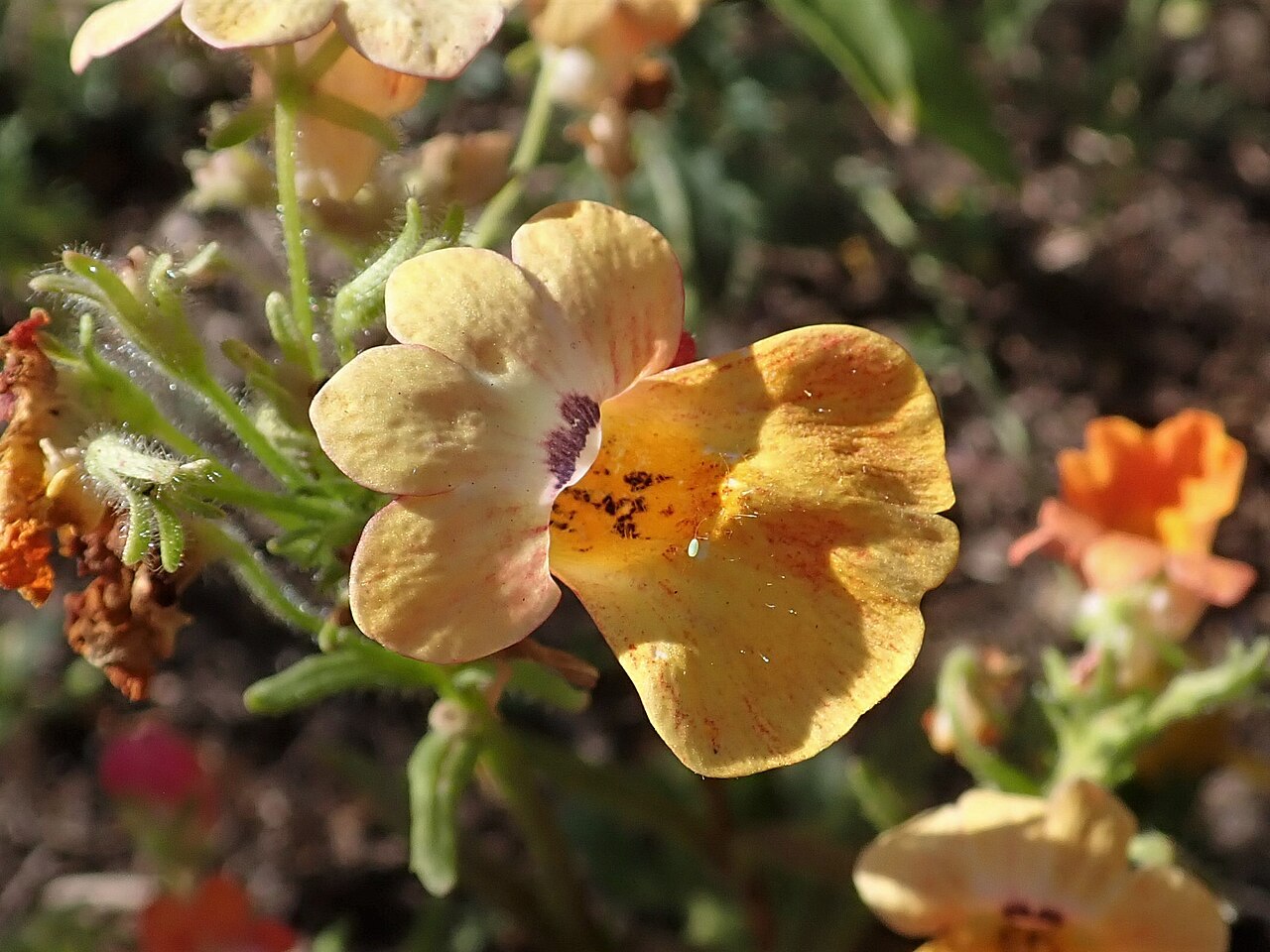Capejewels: Nemesia strumosa . Allotment garden in Szczecin, West Pomeranian Voivodeship, Poland.