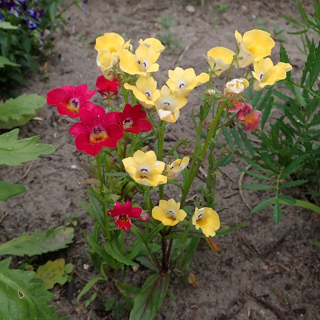 Capejewels: Nemesia strumosa . Allotment garden in Szczecin, West Pomeranian Voivodeship, Poland.