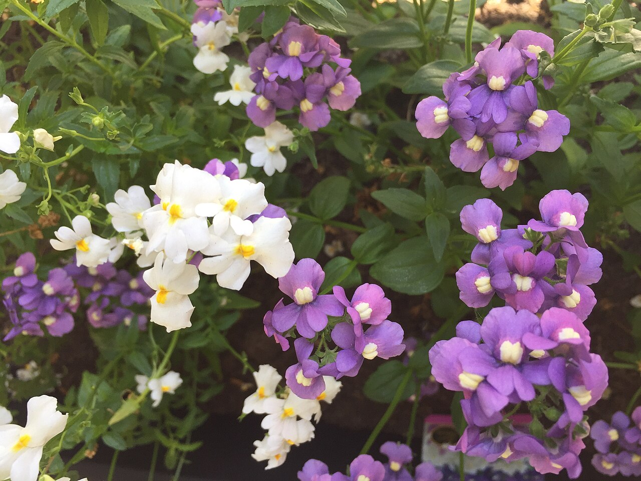 Capejewels: Nemesia Poetry ( Nemesia strumosa ) flowers in two colours.