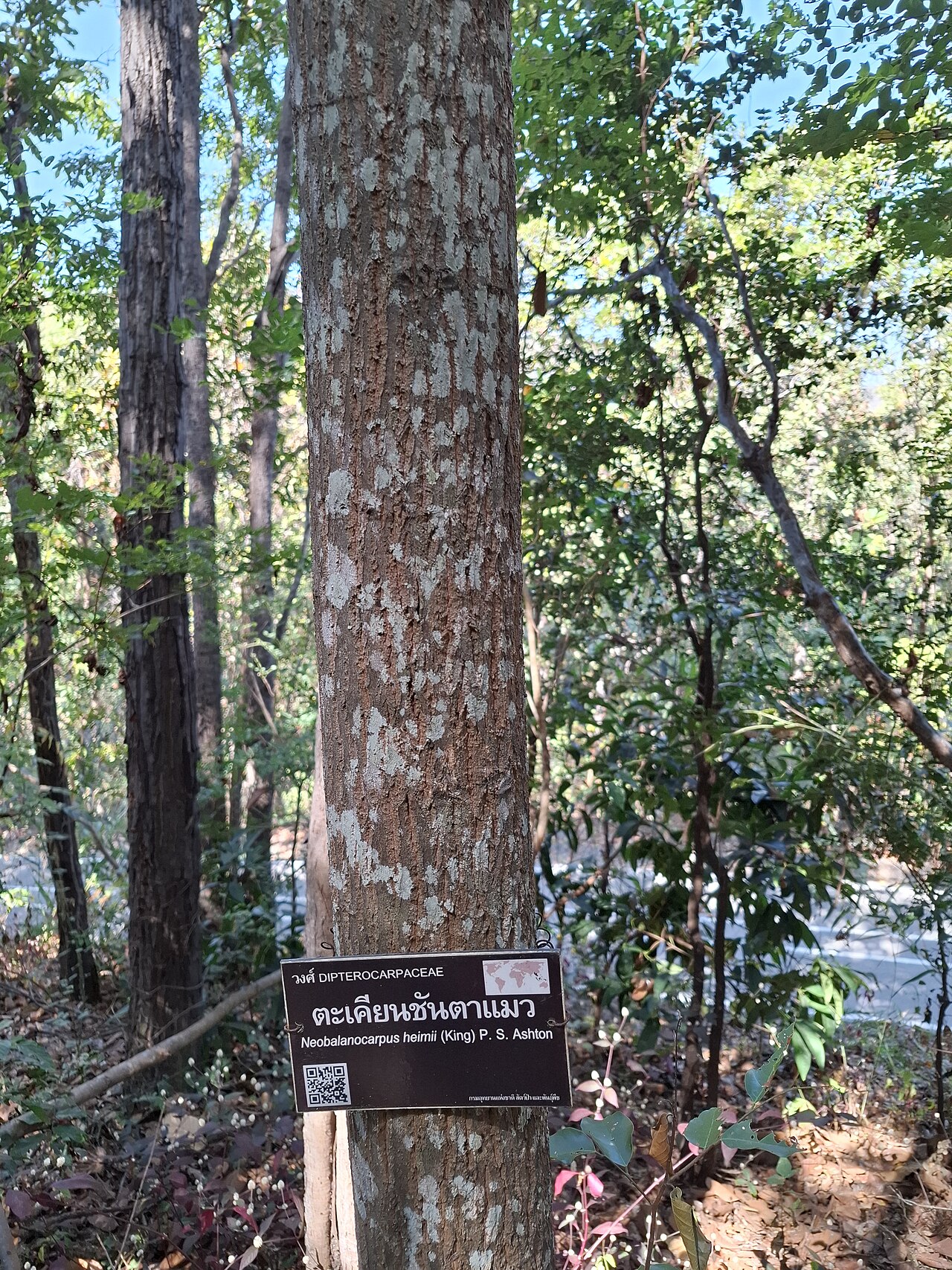 Neobalanocarpus heimii: Neobalanocarpus heimii