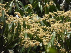 Neobalanocarpus heimii (Neobalanocarpus heimii)