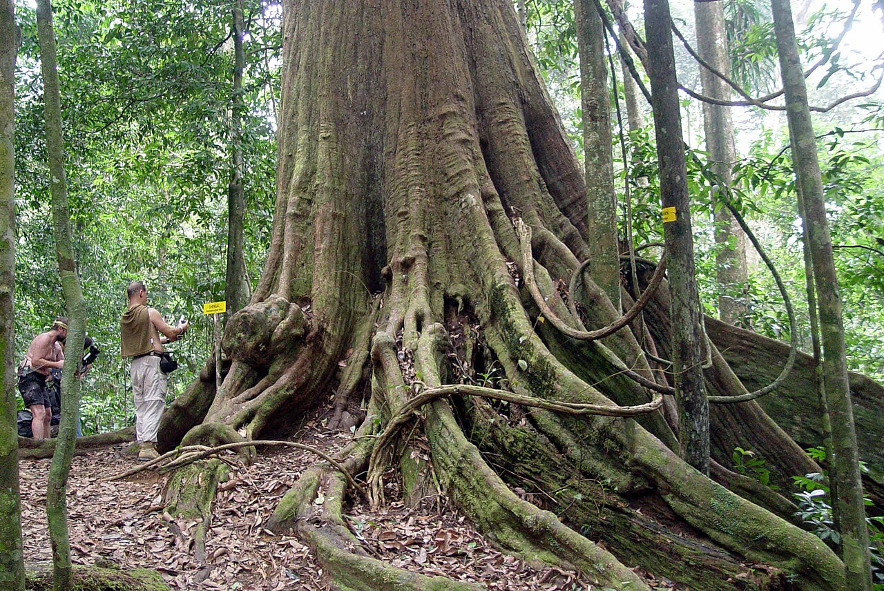 Neobalanocarpus heimii: Peninsula Malaysia, the biggest Chengal tree