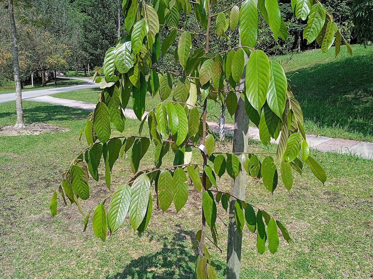 Neobalanocarpus heimii: Pokok cengal (Neobalanocarpus heimii) di Taman Botani Kepong, Malaysia