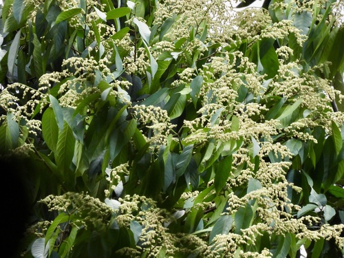 Neobalanocarpus heimii (Neobalanocarpus heimii)