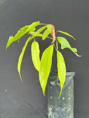 Neobalanocarpus heimii (Neobalanocarpus heimii)