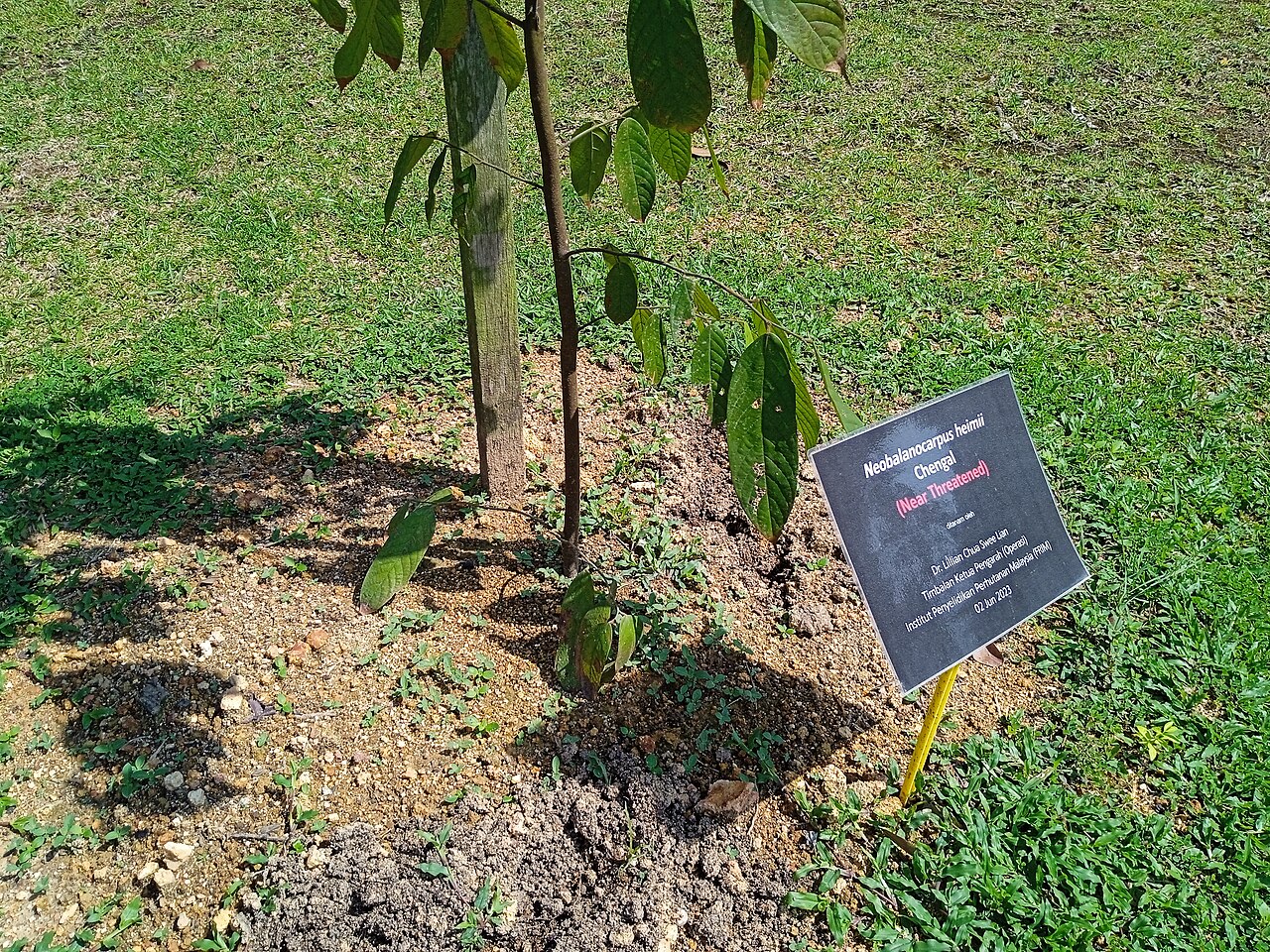 Neobalanocarpus heimii: Pokok cengal (Neobalanocarpus heimii) di Taman Botani Kepong, Malaysia