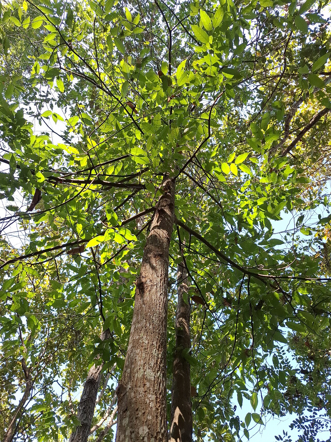 Neobalanocarpus heimii: Neobalanocarpus heimii