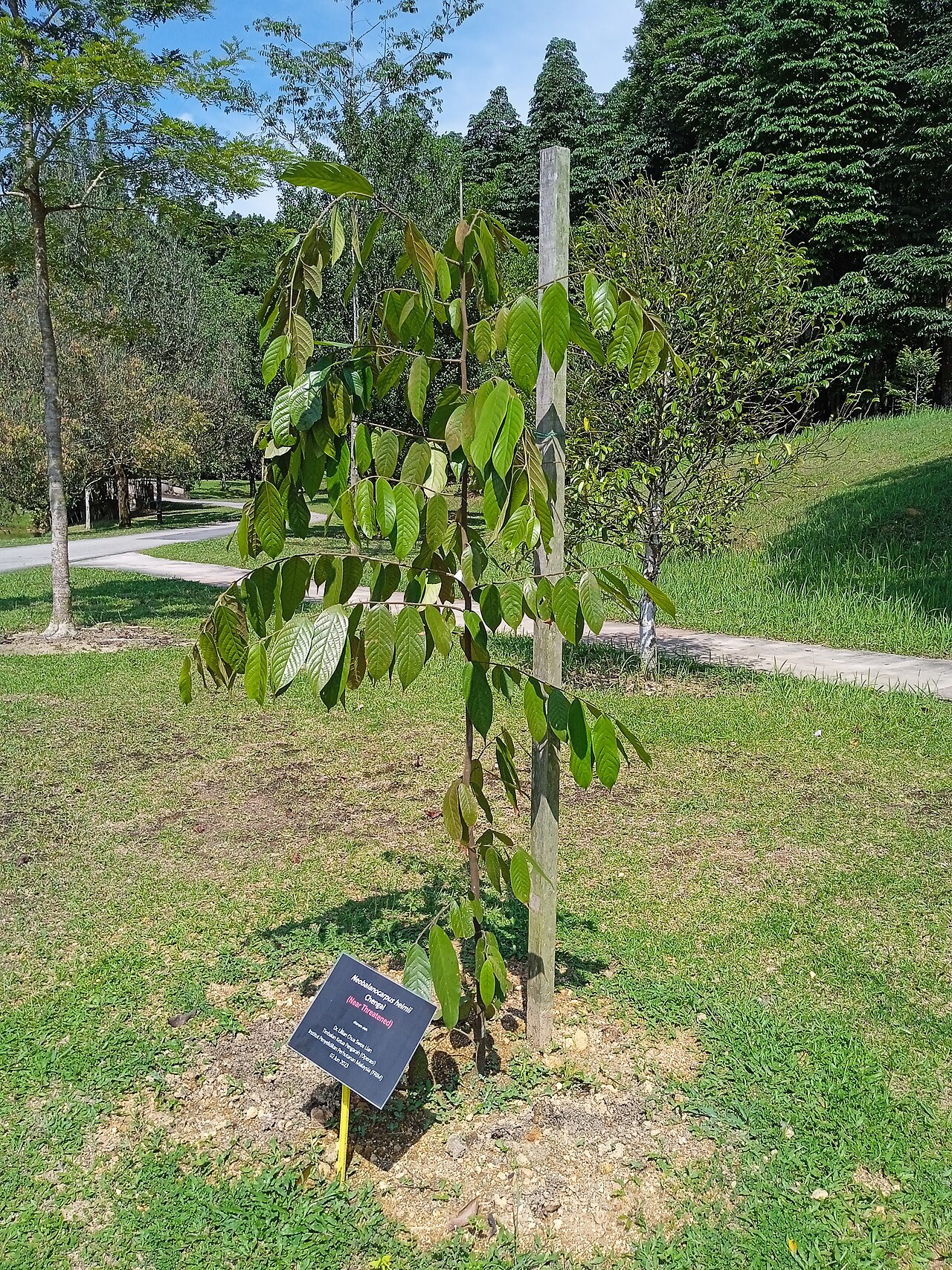 Neobalanocarpus heimii: Pokok cengal (Neobalanocarpus heimii) di Taman Botani Kepong, Malaysia