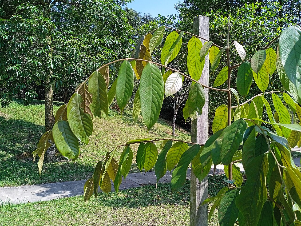 Neobalanocarpus heimii: Pokok cengal (Neobalanocarpus heimii) di Taman Botani Kepong, Malaysia