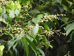 Neobalanocarpus heimii (Neobalanocarpus heimii)