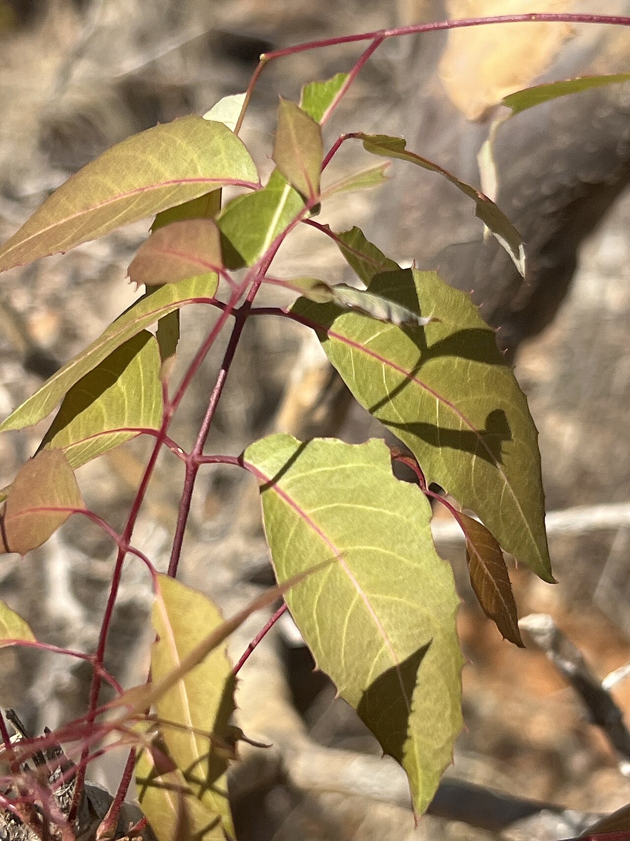 Neobeguea mahafaliensis: Neobeguea mahafalensis in Madagascar