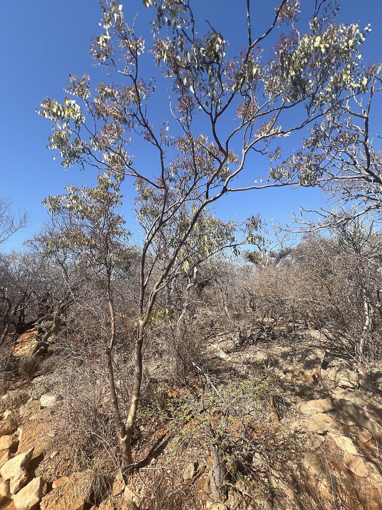 Neobeguea mahafaliensis: Neobeguea mahafalensis in Madagascar