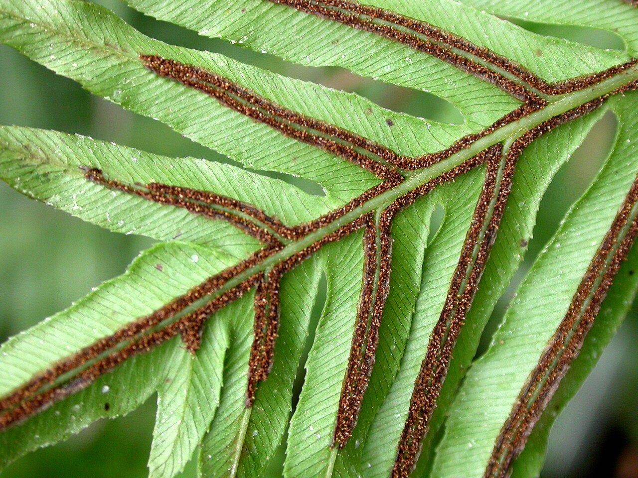 Neoblechnum brasiliense: Blechnum brasiliense sori, Botanical Garden of Charles University, Prague