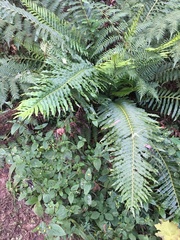 Neoblechnum brasiliense (Neoblechnum brasiliense)