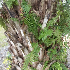 Neoblechnum brasiliense (Neoblechnum brasiliense)