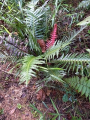 Neoblechnum brasiliense (Neoblechnum brasiliense)