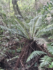 Neoblechnum brasiliense (Neoblechnum brasiliense)