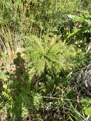 Neoblechnum brasiliense (Neoblechnum brasiliense)