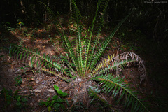 Neoblechnum brasiliense (Neoblechnum brasiliense)