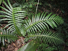 Neoblechnum brasiliense (Neoblechnum brasiliense)