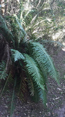 Neoblechnum brasiliense (Neoblechnum brasiliense)