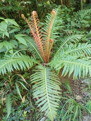 Neoblechnum brasiliense (Neoblechnum brasiliense)