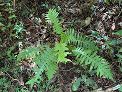Neoblechnum brasiliense (Neoblechnum brasiliense)