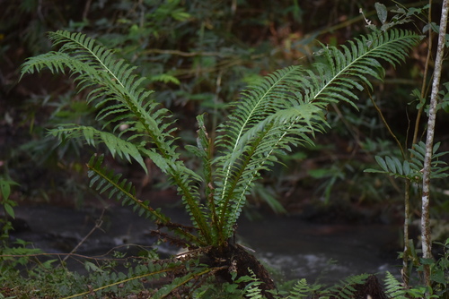 Neoblechnum brasiliense (Neoblechnum brasiliense)