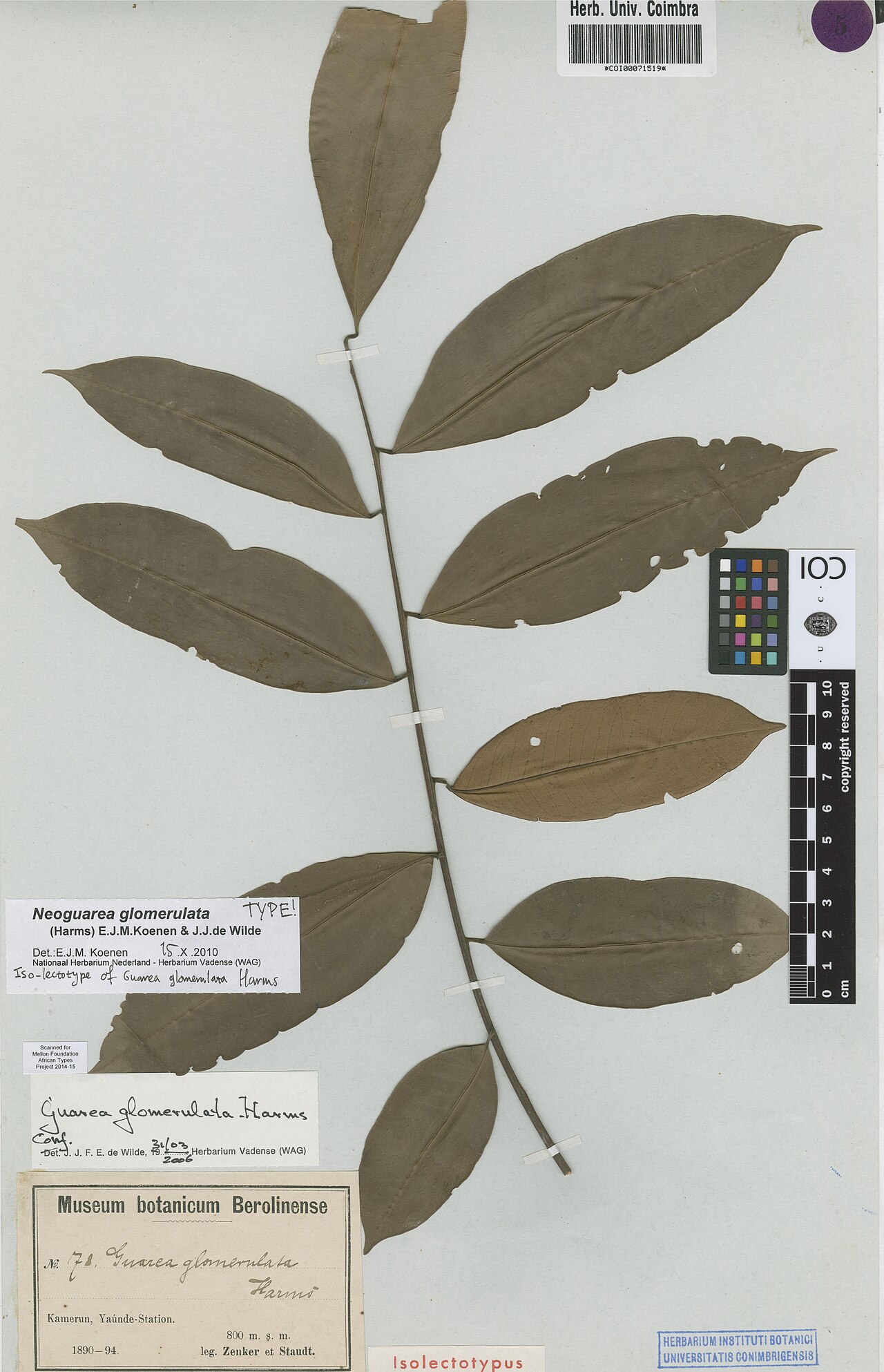 Neoguarea glomerulata: Photograph of Isolectotype of Neoguarea glomerulata at Herbarium of the University of Coimbra, Portugal (COI). Specimen COI00071519. http://coicatalogue.uc.pt/s