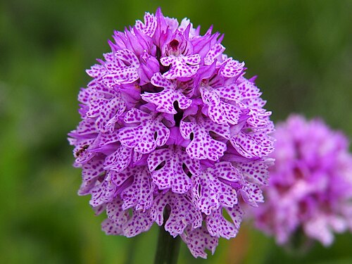 Three-toothed orchid: Dreizähniges Knabenkraut ( Neotinea tridentata ) in einer Wacholderheide im Naturpark Meißner-Kaufunger Wald , Hessen